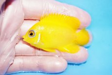 画像1: 【10%OFF対象商品30周年セール】 【海水魚・ヤッコ】【通販】状態良好♪【クリスマス島産】レモンピール（Mサイズ）(個体販売）（±6cm）No.1（生体）(海水魚) (1)