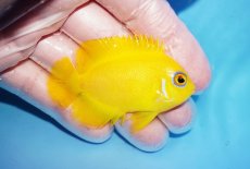 画像2: 【10%OFF対象商品30周年セール】 【海水魚・ヤッコ】【通販】状態良好♪【クリスマス島産】レモンピール（Mサイズ）(個体販売）（±6cm）No.1（生体）(海水魚) (2)