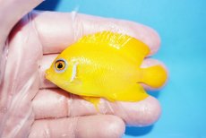 画像1: 【10%OFF対象商品30周年セール】 【海水魚・ヤッコ】【通販】状態良好♪【クリスマス島産】レモンピール（Mサイズ）(個体販売）（±6cm）No.2（生体）(海水魚) (1)