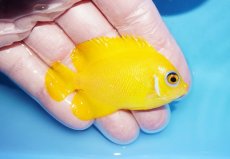 画像2: 【10%OFF対象商品30周年セール】 【海水魚・ヤッコ】【通販】状態良好♪【クリスマス島産】レモンピール（Mサイズ）(個体販売）（±6cm）No.2（生体）(海水魚) (2)