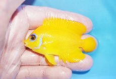 画像1: 【10%OFF対象商品30周年セール】 【海水魚・ヤッコ】【通販】状態良好♪【クリスマス島産】レモンピール（MLサイズ）(個体販売）（±7cm）No.3（生体）(海水魚) (1)