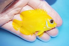 画像2: 【10%OFF対象商品30周年セール】 【海水魚・ヤッコ】【通販】状態良好♪【クリスマス島産】レモンピール（MLサイズ）(個体販売）（±7cm）No.3（生体）(海水魚) (2)