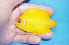 画像1: 【10%OFF対象商品30周年セール】 【海水魚・ヤッコ】【通販】状態良好♪【クリスマス島産】レモンピール（MLサイズ）(個体販売）（±8cm）No.4（生体）(海水魚) (1)