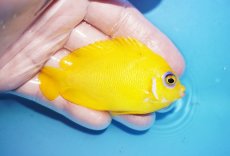 画像2: 【10%OFF対象商品30周年セール】 【海水魚・ヤッコ】【通販】状態良好♪【クリスマス島産】レモンピール（MLサイズ）(個体販売）（±8cm）No.4（生体）(海水魚) (2)