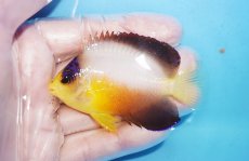 画像1: 【10%OFF対象商品30周年セール】 【海水魚・ヤッコ】【通販】人工飼料OK♪マルチカラーエンゼル（MLサイズ）(個体販売）（±7cm）（生体）(海水魚) (1)