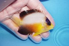 画像2: 【10%OFF対象商品30周年セール】 【海水魚・ヤッコ】【通販】人工飼料OK♪マルチカラーエンゼル（MLサイズ）(個体販売）（±7cm）（生体）(海水魚) (2)