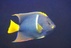 画像1: 【10%OFF対象商品30周年セール】 【海水魚・ヤッコ】【通販】人工飼料OK♪パッサー（キングエンゼル）Lサイズ(個体販売）（±19-20cm）No.1（生体）(海水魚) (1)