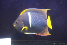 画像2: 【10%OFF対象商品30周年セール】 【海水魚・ヤッコ】【通販】人工飼料OK♪パッサー（キングエンゼル）Lサイズ(個体販売）（±19-20cm）No.1（生体）(海水魚) (2)