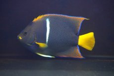 画像1: 【10%OFF対象商品30周年セール】 【海水魚・ヤッコ】【通販】人工飼料OK♪パッサー（キングエンゼル）Lサイズ(個体販売）（±18-19cm）No.2（生体）(海水魚) (1)