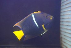 画像2: 【10%OFF対象商品30周年セール】 【海水魚・ヤッコ】【通販】人工飼料OK♪パッサー（キングエンゼル）Lサイズ(個体販売）（±18-19cm）No.2（生体）(海水魚) (2)