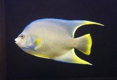 画像1: 【10%OFF対象商品30周年セール】 【海水魚・ヤッコ】【通販】人工飼料OK♪ブルーエンゼル（Lサイズ）(個体販売）（±22-23cm）No.1（生体）(海水魚) (1)