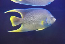 画像2: 【10%OFF対象商品30周年セール】 【海水魚・ヤッコ】【通販】人工飼料OK♪ブルーエンゼル（Lサイズ）(個体販売）（±22-23cm）No.1（生体）(海水魚) (2)