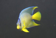 画像1: 【10%OFF対象商品30周年セール】 【海水魚・ヤッコ】【通販】人工飼料OK♪ブルーエンゼル（Mサイズ）(個体販売）（±9-10cm）No.2（生体）(海水魚) (1)
