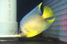 画像2: 【10%OFF対象商品30周年セール】 【海水魚・ヤッコ】【通販】人工飼料OK♪ブルーエンゼル（Mサイズ）(個体販売）（±9-10cm）No.2（生体）(海水魚) (2)