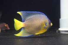 画像3: 【10%OFF対象商品30周年セール】 【海水魚・ヤッコ】【通販】人工飼料OK♪ブルーエンゼル（Mサイズ）(個体販売）（±9-10cm）No.2（生体）(海水魚) (3)
