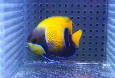 画像1: 【10%OFF対象商品30周年セール】 【海水魚・ヤッコ】【通販】人工飼料OK♪イナズマヤッコ（SMサイズ）(個体販売）（±6.5cm）No.1（生体）(海水魚) (1)