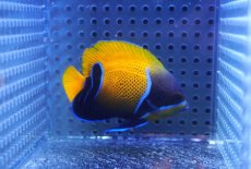 画像2: 【10%OFF対象商品30周年セール】 【海水魚・ヤッコ】【通販】人工飼料OK♪イナズマヤッコ（SMサイズ）(個体販売）（±6.5cm）No.1（生体）(海水魚) (2)