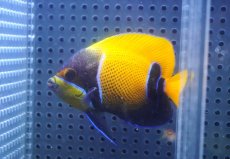 画像1: 【10%OFF対象商品30周年セール】 【海水魚・ヤッコ】【通販】人工飼料OK♪イナズマヤッコ（Mサイズ）(個体販売）（±8.5cm）No.2（生体）(海水魚) (1)