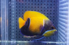 画像2: 【10%OFF対象商品30周年セール】 【海水魚・ヤッコ】【通販】人工飼料OK♪イナズマヤッコ（Mサイズ）(個体販売）（±8.5cm）No.2（生体）(海水魚) (2)