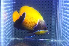 画像1: 【10%OFF対象商品30周年セール】 【海水魚・ヤッコ】【通販】人工飼料OK♪イナズマヤッコ（Mサイズ）(個体販売）（±8.5cm）No.3（生体）(海水魚) (1)