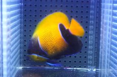 画像2: 【10%OFF対象商品30周年セール】 【海水魚・ヤッコ】【通販】人工飼料OK♪イナズマヤッコ（Mサイズ）(個体販売）（±8.5cm）No.3（生体）(海水魚) (2)