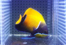 画像1: 【10%OFF対象商品30周年セール】 【海水魚・ヤッコ】【通販】人工飼料OK♪イナズマヤッコ（Mサイズ）(個体販売）（±9.5cm）No.4（生体）(海水魚) (1)