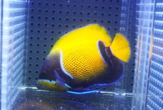 画像2: 【10%OFF対象商品30周年セール】 【海水魚・ヤッコ】【通販】人工飼料OK♪イナズマヤッコ（Mサイズ）(個体販売）（±9.5cm）No.4（生体）(海水魚) (2)