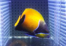 画像1: 【10%OFF対象商品30周年セール】 【海水魚・ヤッコ】【通販】人工飼料OK♪イナズマヤッコ（Mサイズ）(個体販売）（±10cm）No.5（生体）(海水魚) (1)
