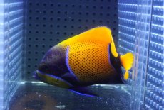 画像2: 【10%OFF対象商品30周年セール】 【海水魚・ヤッコ】【通販】人工飼料OK♪イナズマヤッコ（Mサイズ）(個体販売）（±10cm）No.5（生体）(海水魚) (2)