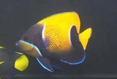 画像1: 【10%OFF対象商品30周年セール】 【海水魚・ヤッコ】【通販】人工飼料OK♪イナズマヤッコ（Mサイズ）(個体販売）（±10cm）No.6（生体）(海水魚) (1)