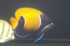 画像2: 【10%OFF対象商品30周年セール】 【海水魚・ヤッコ】【通販】人工飼料OK♪イナズマヤッコ（Mサイズ）(個体販売）（±10cm）No.6（生体）(海水魚) (2)