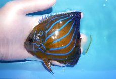 画像1: 【10%OFF対象商品30周年セール】 【海水魚・ヤッコ】【通販】人工飼料OK♪ワヌケヤッコ（Mサイズ）(個体販売）（±12cm）No.1（生体）(海水魚) (1)