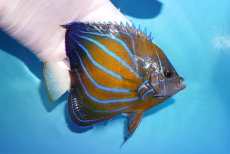 画像2: 【10%OFF対象商品30周年セール】 【海水魚・ヤッコ】【通販】人工飼料OK♪ワヌケヤッコ（Mサイズ）(個体販売）（±12cm）No.1（生体）(海水魚) (2)