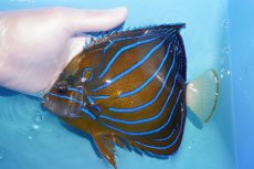 画像1: 【10%OFF対象商品30周年セール】 【海水魚・ヤッコ】【通販】人工飼料OK♪ワヌケヤッコ（Lサイズ）(個体販売）（±17cm）No.2（生体）(海水魚) (1)