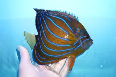 画像2: 【10%OFF対象商品30周年セール】 【海水魚・ヤッコ】【通販】人工飼料OK♪ワヌケヤッコ（Lサイズ）(個体販売）（±17cm）No.2（生体）(海水魚) (2)