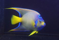 画像1: 【海水魚・ヤッコ】【通販】人工飼料爆食い♪飼い込み個体！【ベリーズ産】クイーンエンゼル（Lサイズ）(個体販売）（±18-19cm）No.1（生体）(海水魚) (1)