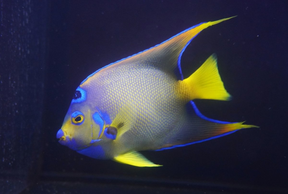 画像2: 【海水魚・ヤッコ】【通販】人工飼料爆食い♪飼い込み個体！【ベリーズ産】クイーンエンゼル（Lサイズ）(個体販売）（±18-19cm）No.1（生体）(海水魚) (2)