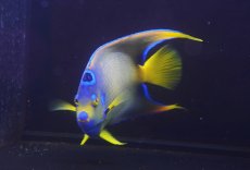 画像3: 【海水魚・ヤッコ】【通販】人工飼料爆食い♪飼い込み個体！【ベリーズ産】クイーンエンゼル（Lサイズ）(個体販売）（±18-19cm）No.1（生体）(海水魚) (3)