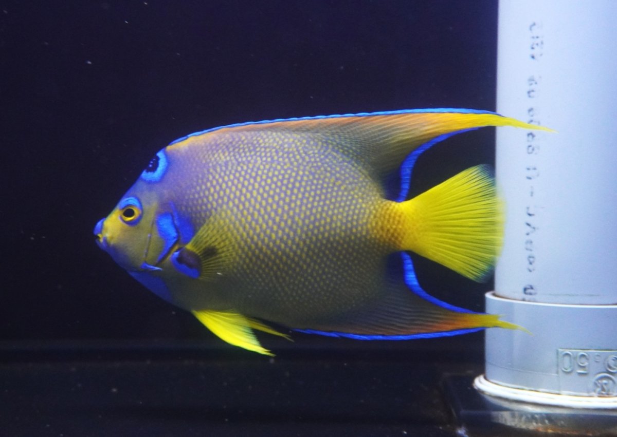 画像4: 【海水魚・ヤッコ】【通販】人工飼料爆食い♪飼い込み個体！【ベリーズ産】クイーンエンゼル（Lサイズ）(個体販売）（±18-19cm）No.1（生体）(海水魚) (4)