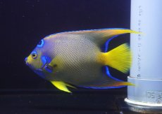 画像4: 【海水魚・ヤッコ】【通販】人工飼料爆食い♪飼い込み個体！【ベリーズ産】クイーンエンゼル（Lサイズ）(個体販売）（±18-19cm）No.1（生体）(海水魚) (4)