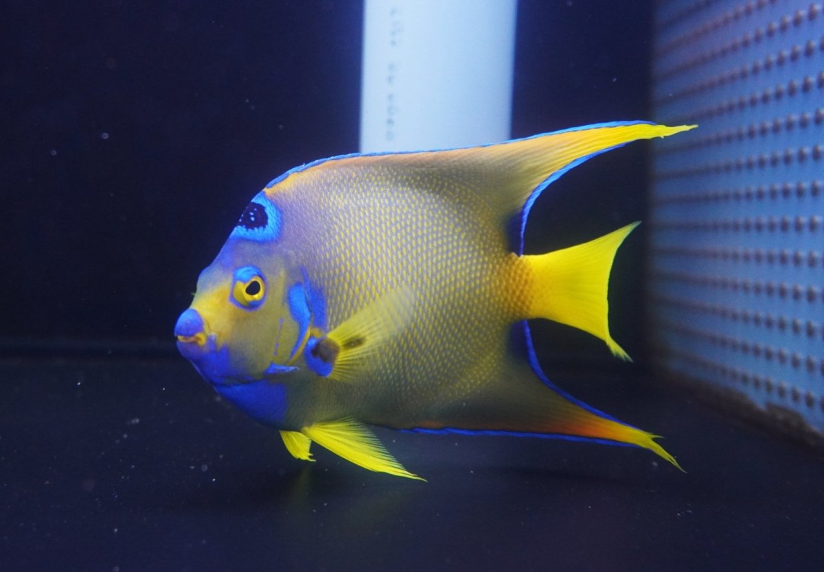画像5: 【海水魚・ヤッコ】【通販】人工飼料爆食い♪飼い込み個体！【ベリーズ産】クイーンエンゼル（Lサイズ）(個体販売）（±18-19cm）No.1（生体）(海水魚) (5)