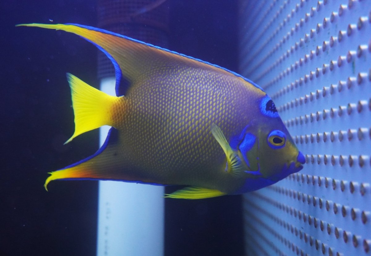 画像6: 【海水魚・ヤッコ】【通販】人工飼料爆食い♪飼い込み個体！【ベリーズ産】クイーンエンゼル（Lサイズ）(個体販売）（±18-19cm）No.1（生体）(海水魚) (6)