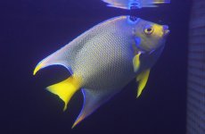 画像1: 【海水魚・ヤッコ】【通販】人工飼料爆食い♪カリブクイーンエンゼル（Lサイズ）(個体販売）（±20-21cm）No.2（生体）(海水魚) (1)
