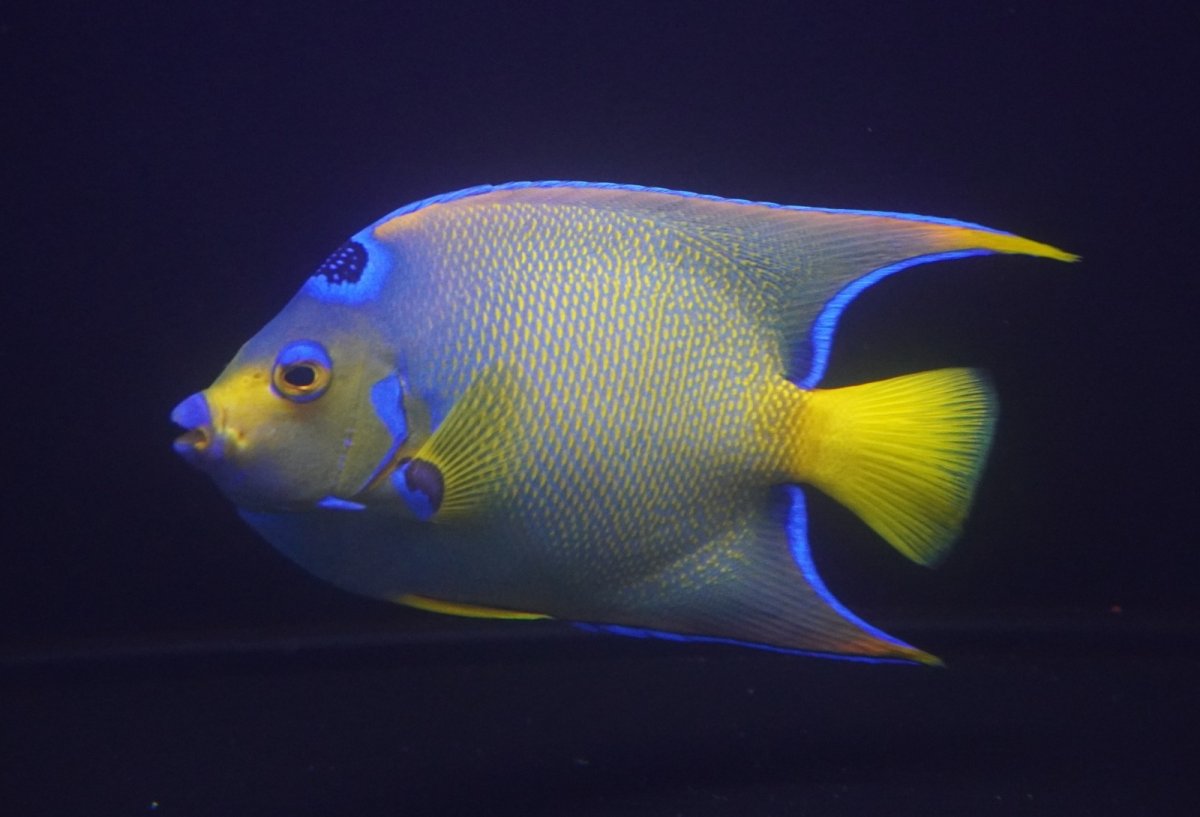 画像2: 【海水魚・ヤッコ】【通販】人工飼料爆食い♪カリブクイーンエンゼル（Lサイズ）(個体販売）（±20-21cm）No.2（生体）(海水魚) (2)