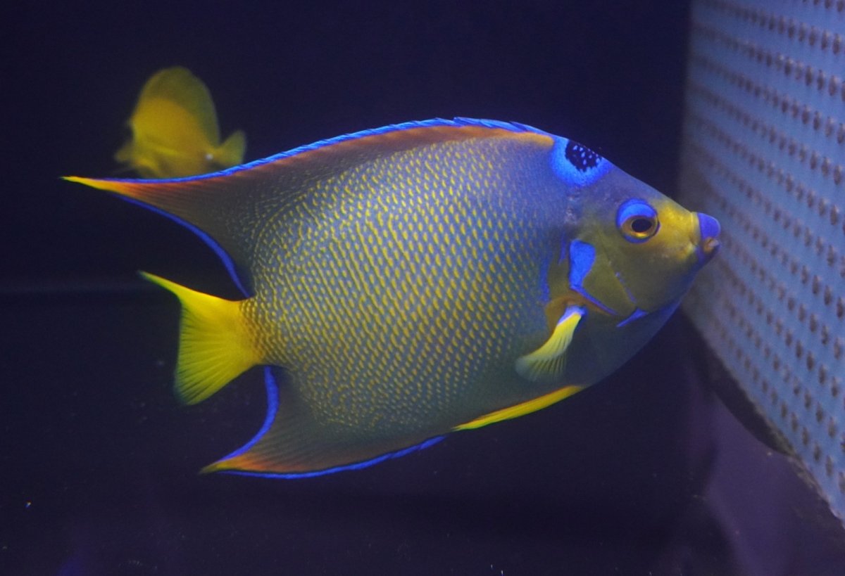 画像3: 【海水魚・ヤッコ】【通販】人工飼料爆食い♪カリブクイーンエンゼル（Lサイズ）(個体販売）（±20-21cm）No.2（生体）(海水魚) (3)