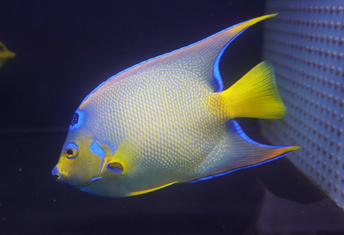 画像4: 【海水魚・ヤッコ】【通販】人工飼料爆食い♪カリブクイーンエンゼル（Lサイズ）(個体販売）（±20-21cm）No.2（生体）(海水魚) (4)