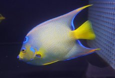 画像4: 【海水魚・ヤッコ】【通販】人工飼料爆食い♪カリブクイーンエンゼル（Lサイズ）(個体販売）（±20-21cm）No.2（生体）(海水魚) (4)