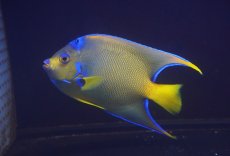 画像1: 【海水魚・ヤッコ】【通販】人工飼料爆食い♪カリブクイーンエンゼル（Lサイズ）(個体販売）（±18-19cm）No.3（生体）(海水魚) (1)