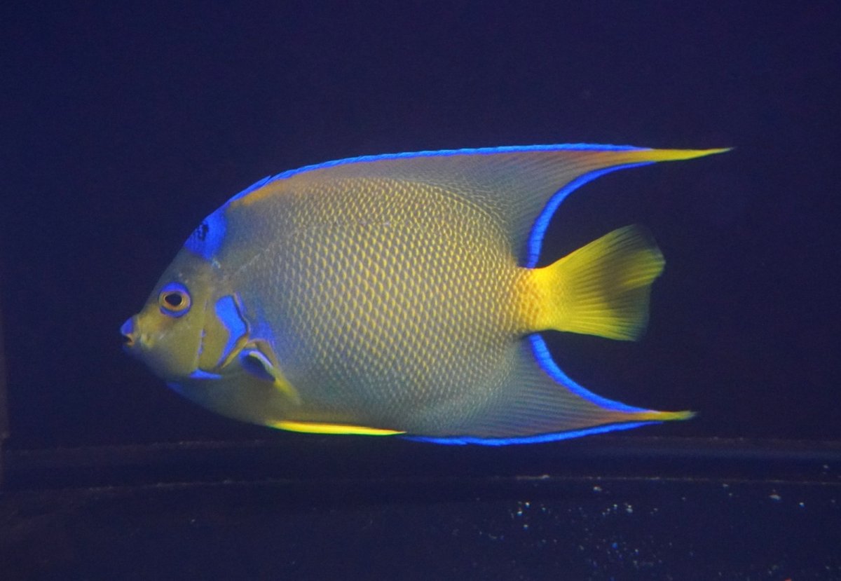 画像2: 【海水魚・ヤッコ】【通販】人工飼料爆食い♪カリブクイーンエンゼル（Lサイズ）(個体販売）（±18-19cm）No.3（生体）(海水魚) (2)