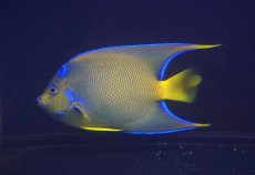 画像2: 【海水魚・ヤッコ】【通販】人工飼料爆食い♪カリブクイーンエンゼル（Lサイズ）(個体販売）（±18-19cm）No.3（生体）(海水魚) (2)